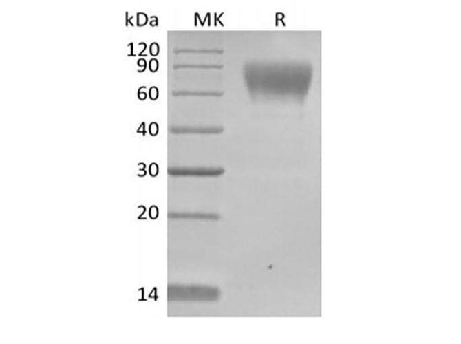 Валидация Elabscience PKSH033889(4121)