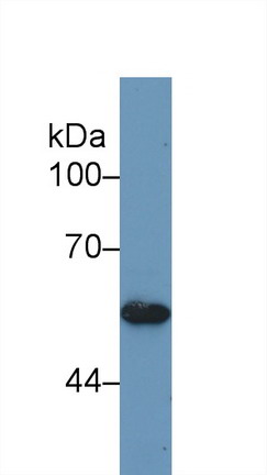 9151