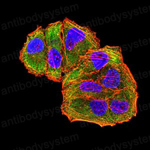Валидация IF - AntibodySystem RHC34205