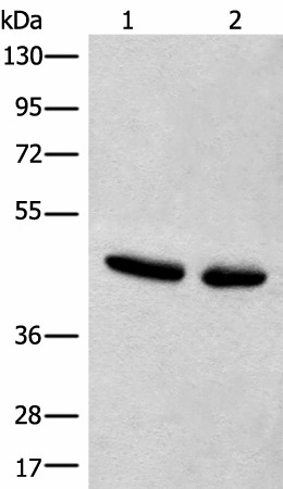 Валидация Elabscience E-AB-52515