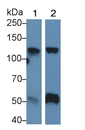 39768