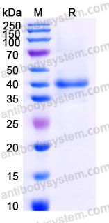 YHE97102, SDS-PAGE