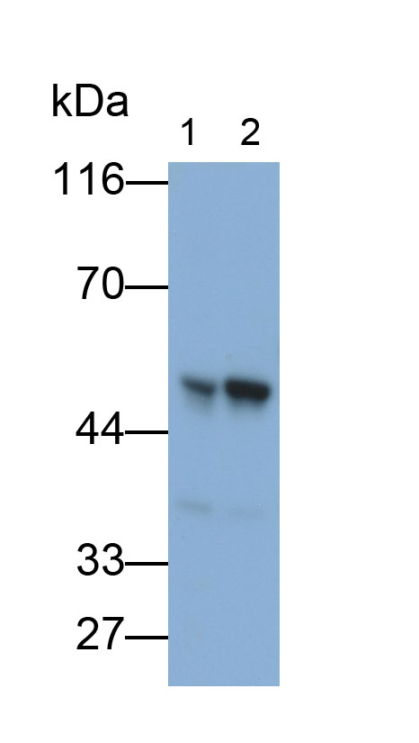 32032