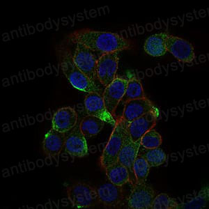 Валидация IF - AntibodySystem RHD02501 (500)