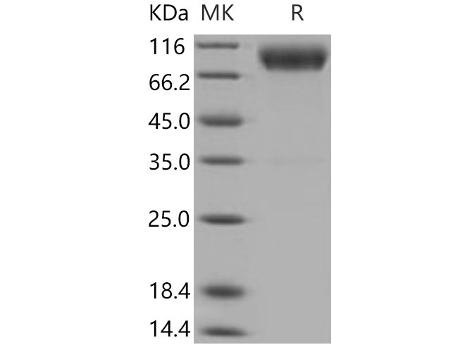 Валидация Elabscience PKSM040802(4766)