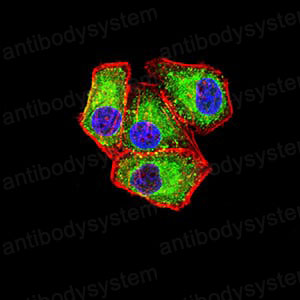 Валидация IF - AntibodySystem RHA27803