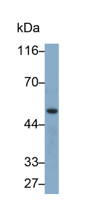 27280