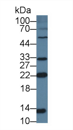 12713