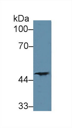 12454