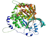 Protein Tyrosine Phosphatase Receptor Type C (PTPRC)