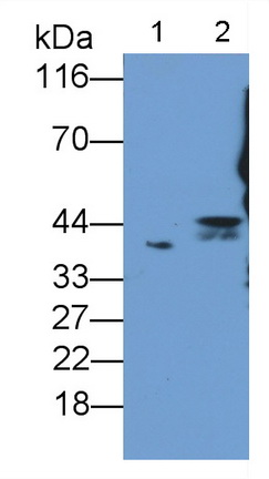 26054
