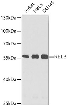 Валидация Elabscience E-AB-62193