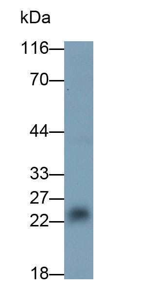 30949