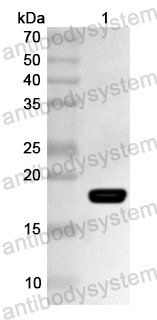 Валидация AntibodySystem PHA71201