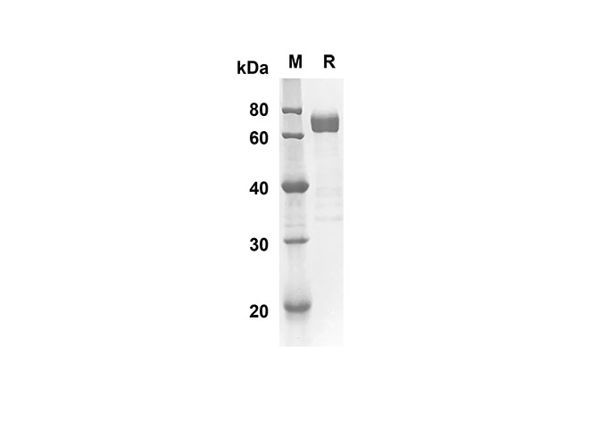 Валидация Elabscience PDMM100069(1041)