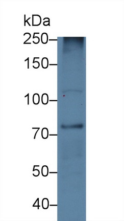 14211