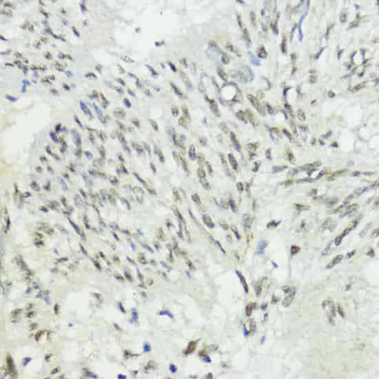 Валидация Elabscience E-AB-66379