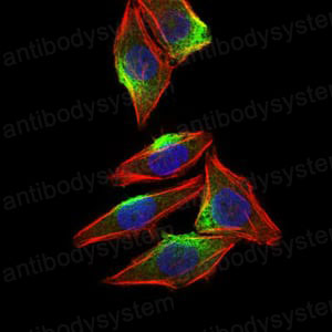 Валидация IF - AntibodySystem RHH29601