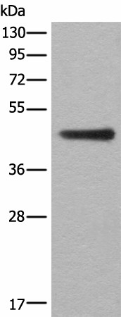 Валидация Elabscience E-AB-52452