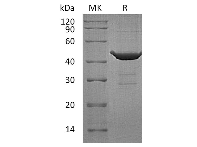 Валидация Elabscience PKSH033545(3845)
