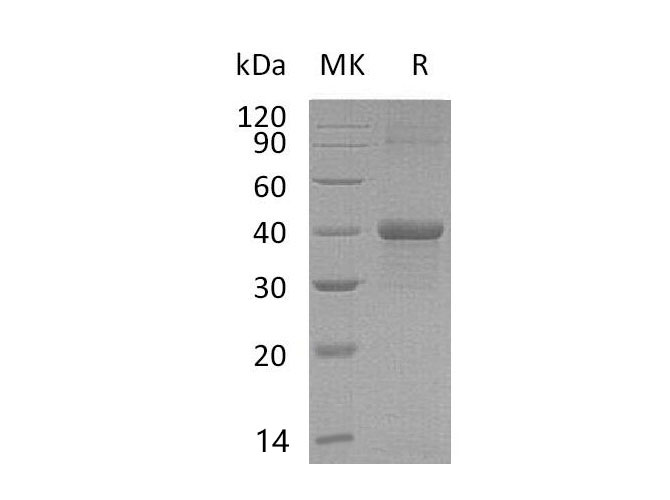 Валидация Elabscience PKSM040970(4908)