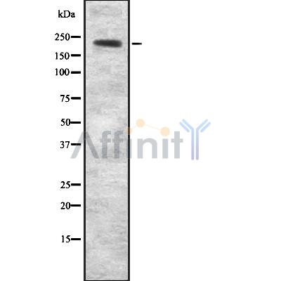 Валидация Affinity DF8884 - 20988
