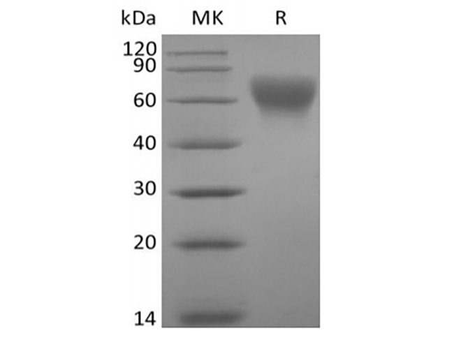 Валидация Elabscience PKSH033999(4230)