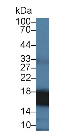 9556