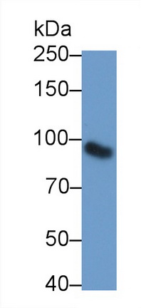 52630
