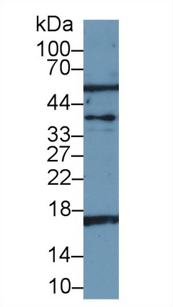 13141