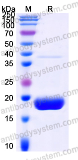 YHG57301, SDS-PAGE