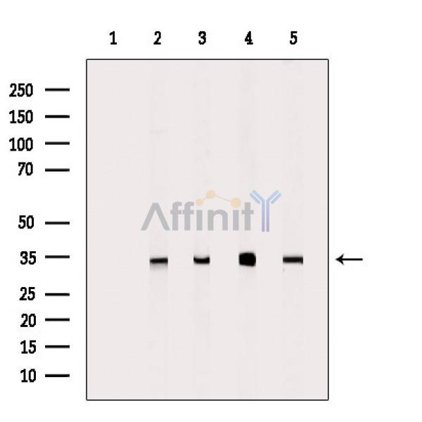 Валидация Affinity DF4211 - 15574