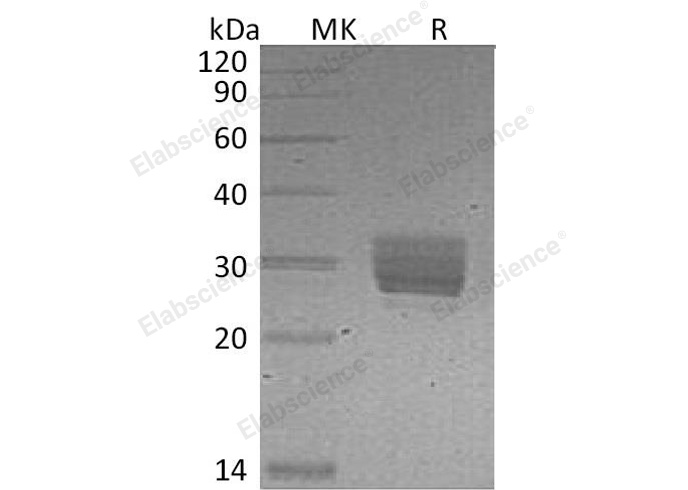 Валидация Elabscience PKSM041129(5045)
