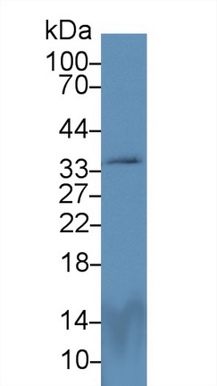 13899