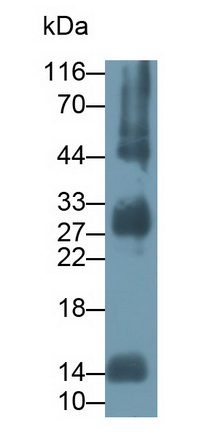 13755