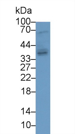 13242