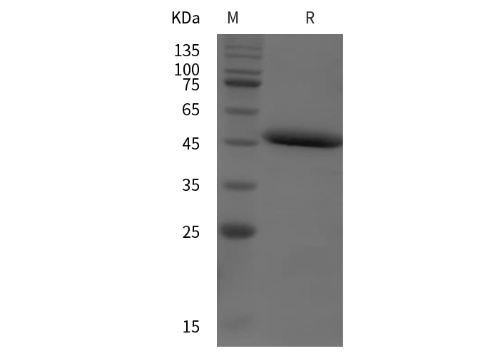 Валидация Elabscience PDEM100265(597)