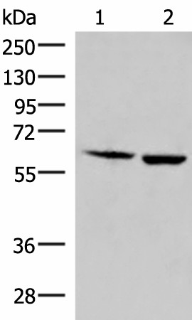 Валидация Elabscience E-AB-18147