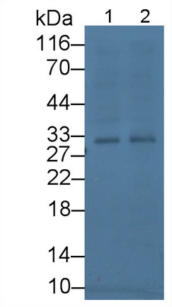 10518