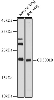 Валидация Elabscience E-AB-92282