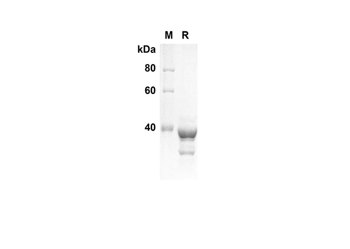 Валидация Elabscience PDEH100574(86)