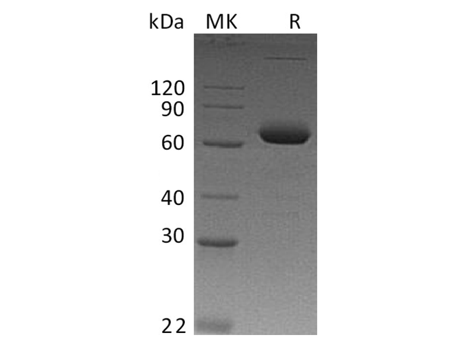 Валидация Elabscience PKSH032572(3023)