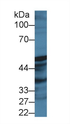 10028