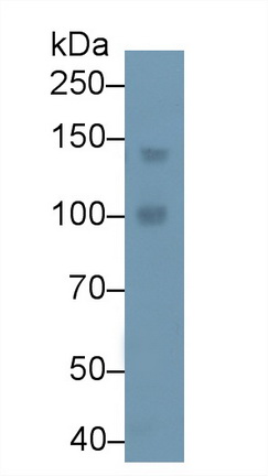 13586