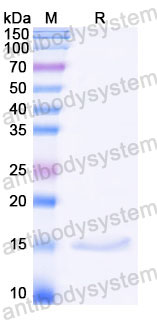 Валидация SDS-PAGE - AntibodySystem RZZ01820