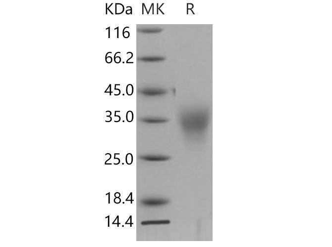 Валидация Elabscience PKSM040825(4789)
