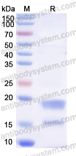 AHF92404, SDS-PAGE
