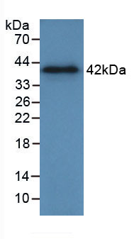 20776