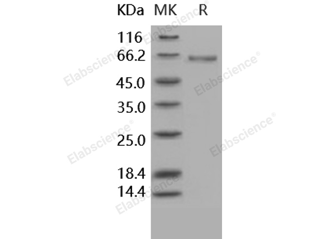 Валидация Elabscience PKSH031604(2268)