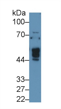 13081